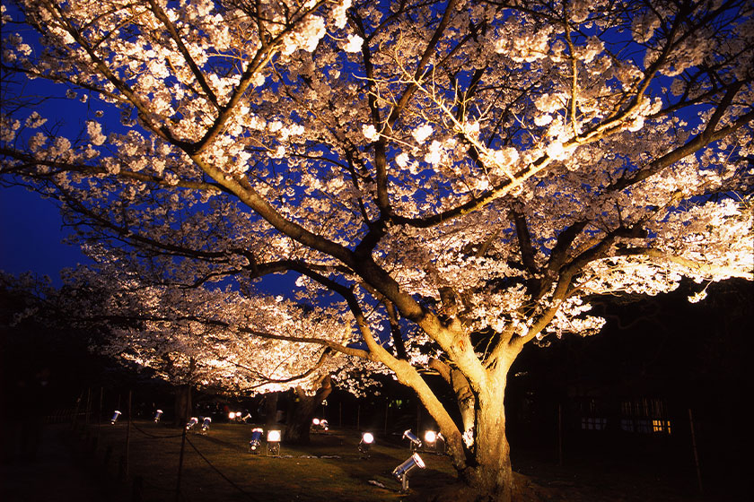 お花見イベント♪栗林公園「春のライトアップ2024」